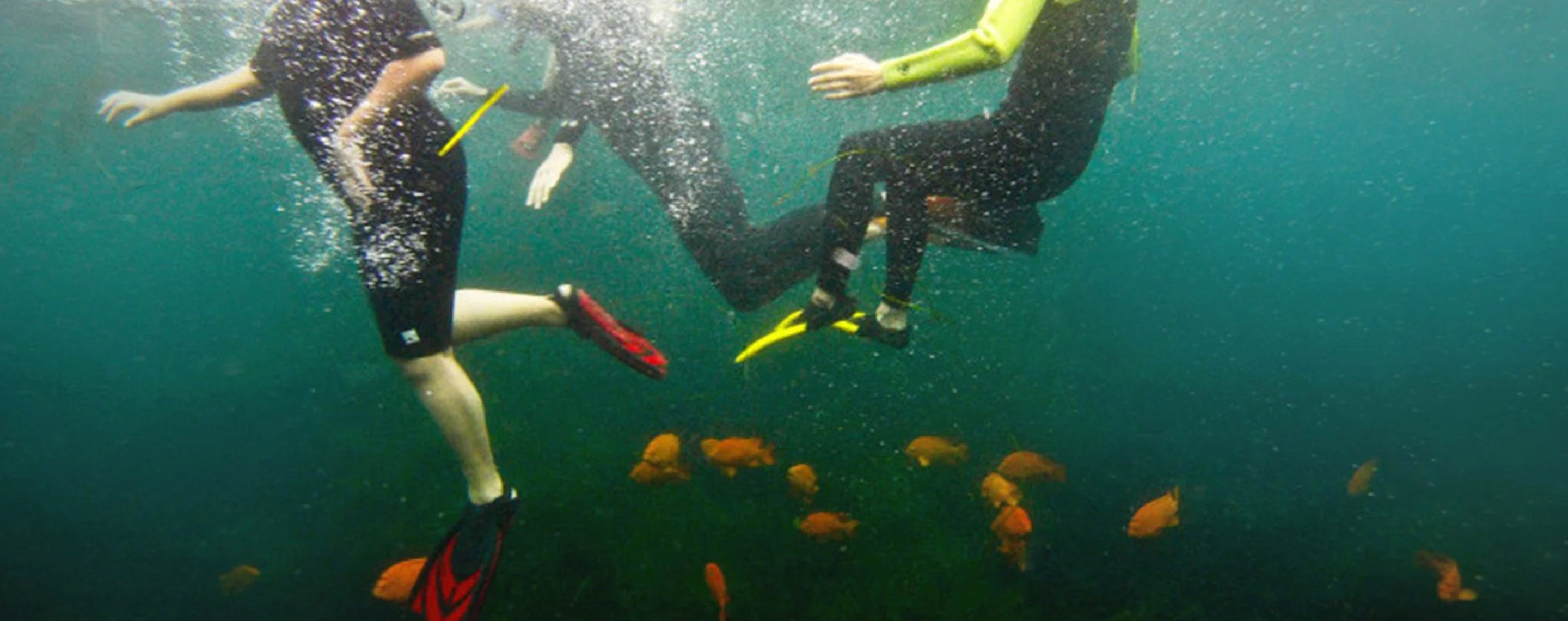 underwater photo of two snorkelers within  a school of garibaldi fish on a snorkel tour with Everyday California