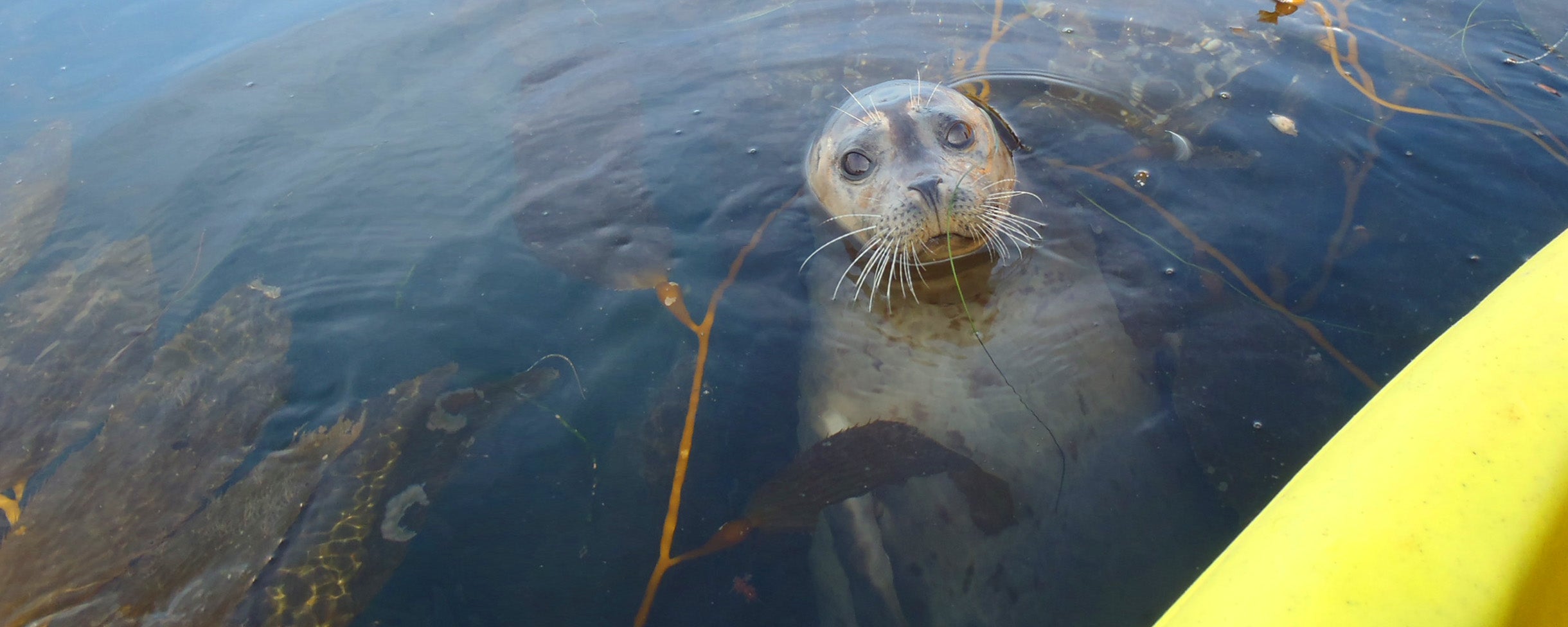 Photo of a sea lion in the water looking up at someone on a kayak and snorkel tour in La Jolla with Everyday California