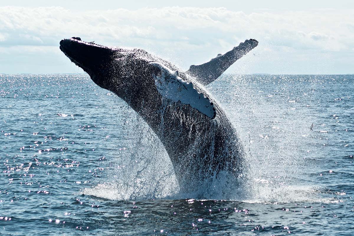 How To Go Whale Watching in San Diego and La Jolla